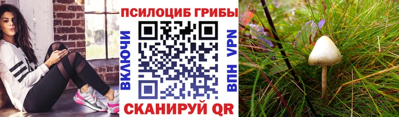 Псилоцибиновые грибы Cubensis  закладки  Ростов 